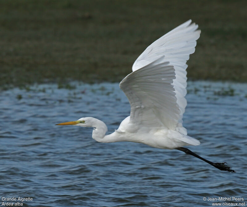 Grande Aigrette