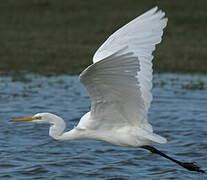 Grande Aigrette