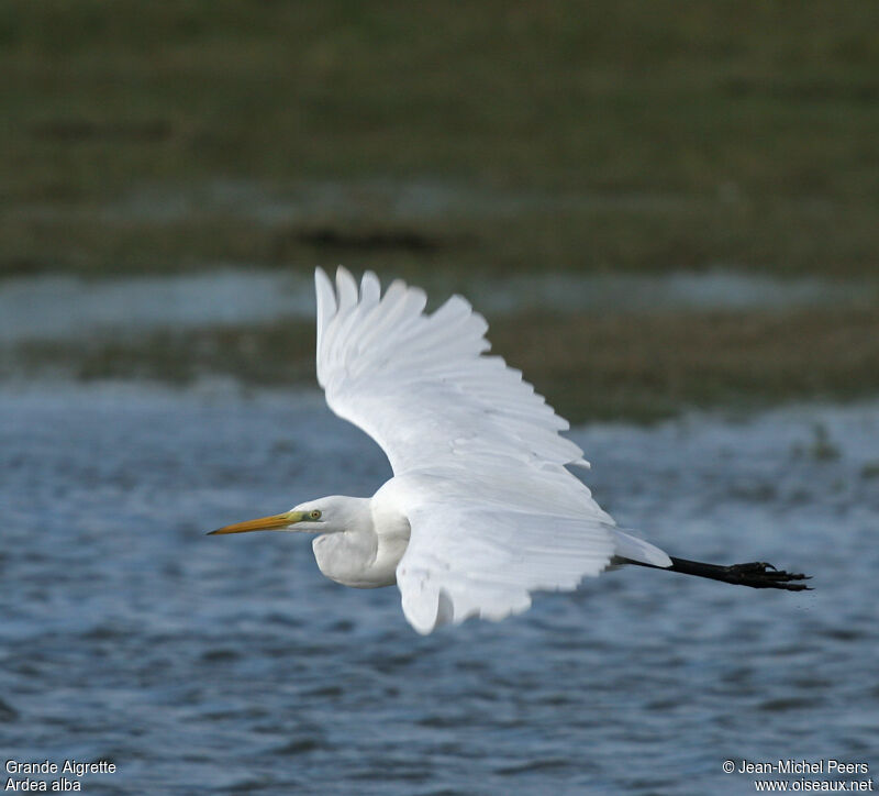 Grande Aigrette