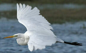 Grande Aigrette