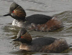 Black-necked Grebe