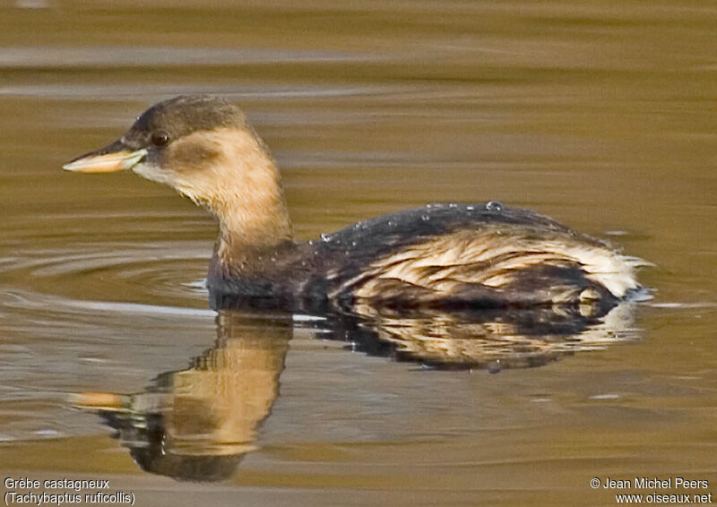 Little Grebe