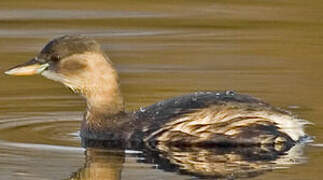 Little Grebe