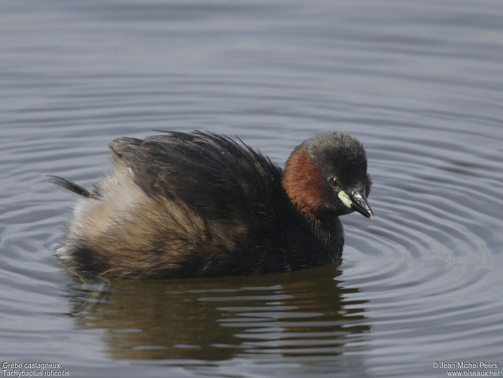 Little Grebe