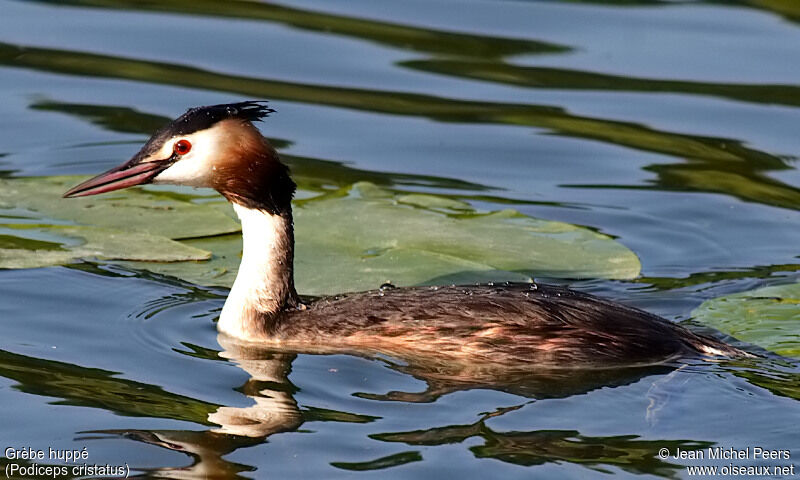 Great Crested Grebe