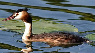 Great Crested Grebe