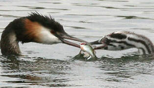 Great Crested Grebe