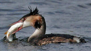 Great Crested Grebe