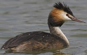 Great Crested Grebe