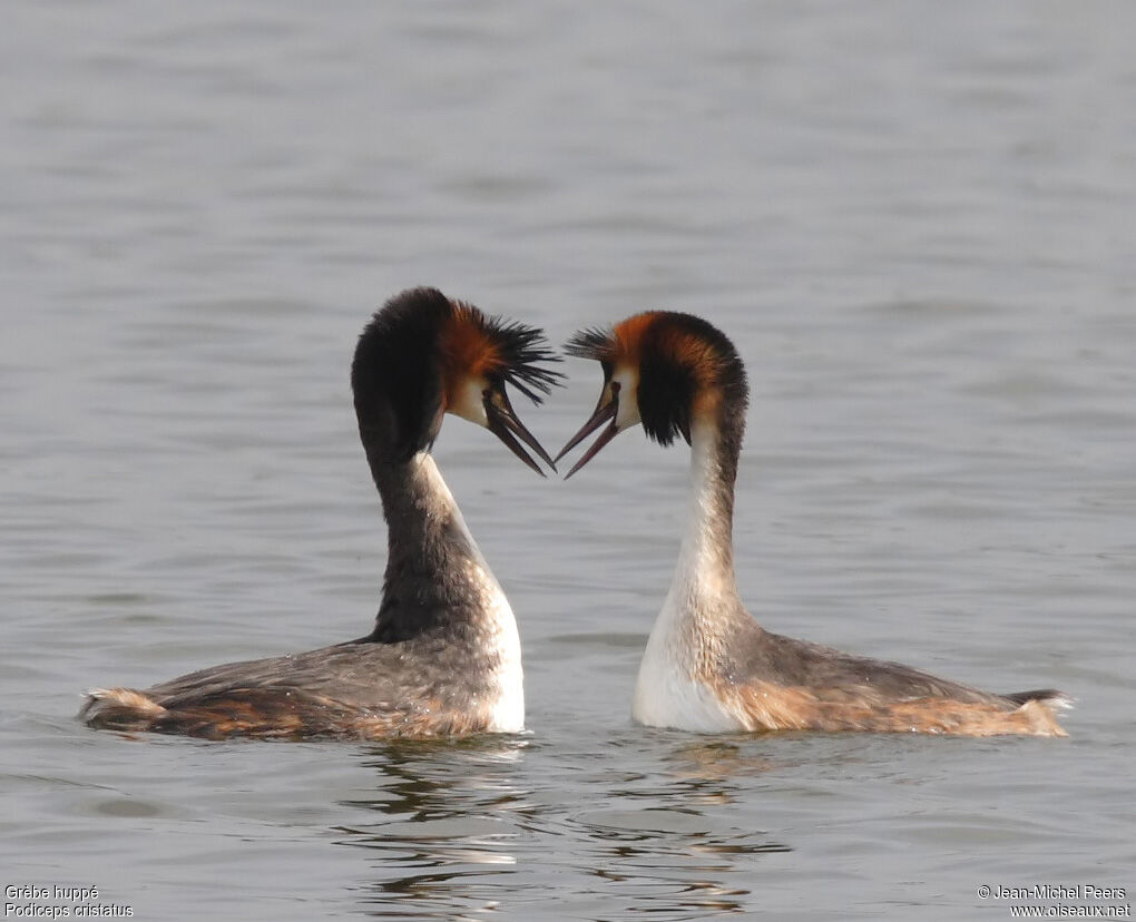 Great Crested Grebe adult