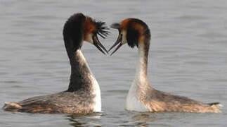 Great Crested Grebe