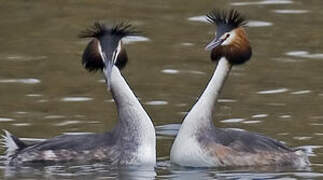 Great Crested Grebe