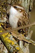 Eurasian Treecreeper