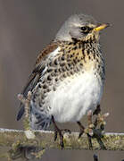 Fieldfare