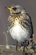 Fieldfare