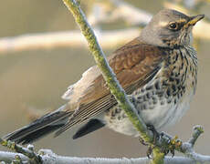 Fieldfare