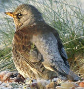 Fieldfare