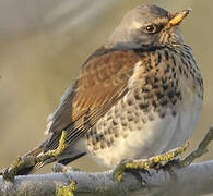 Fieldfare