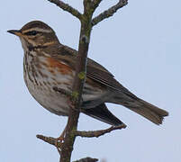 Redwing