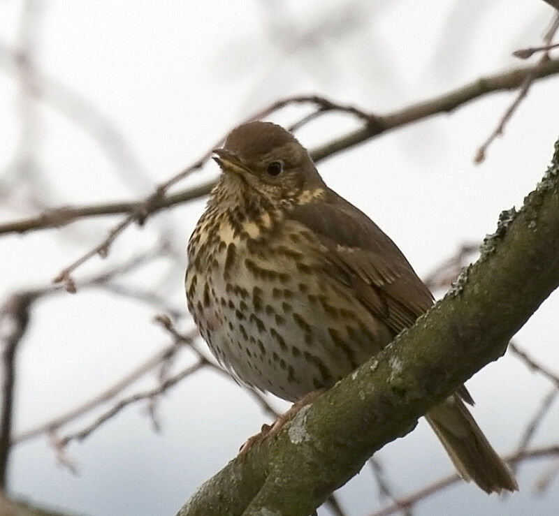 Song Thrush