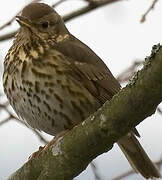 Song Thrush