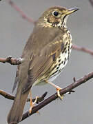 Song Thrush