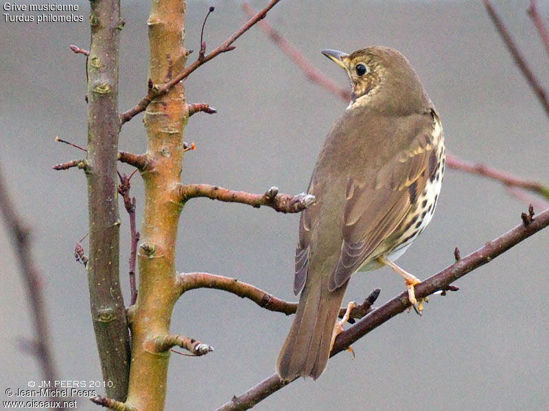 Song Thrush