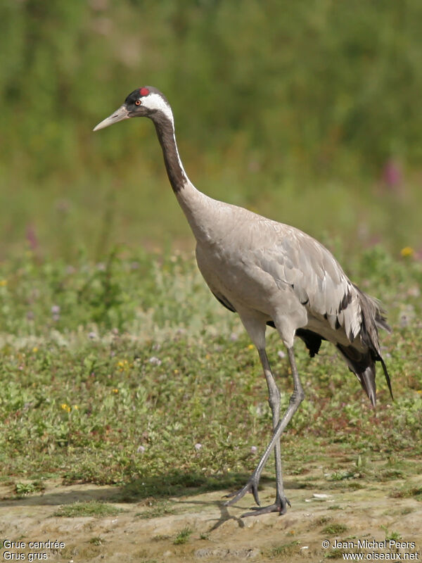 Common Craneadult