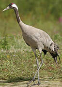 Common Crane