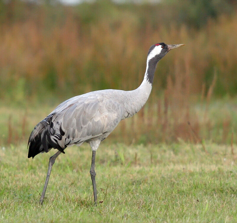 Grue cendréeadulte