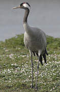 Common Crane