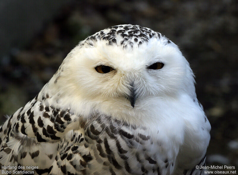 Snowy Owl