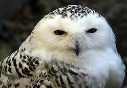 Snowy Owl