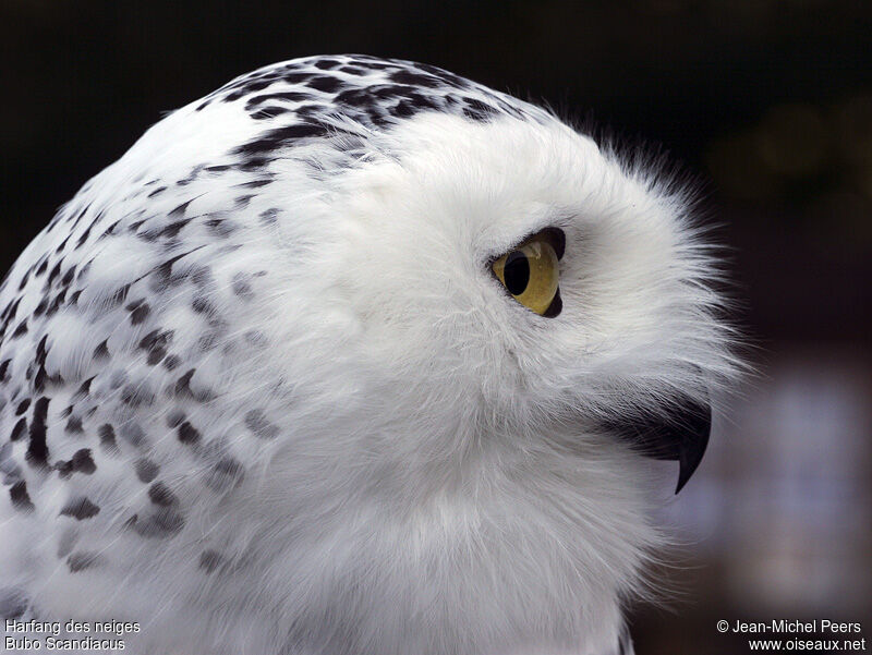 Harfang des neiges