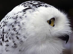 Snowy Owl