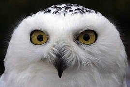 Snowy Owl