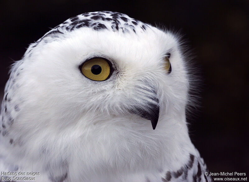 Snowy Owl