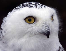 Snowy Owl