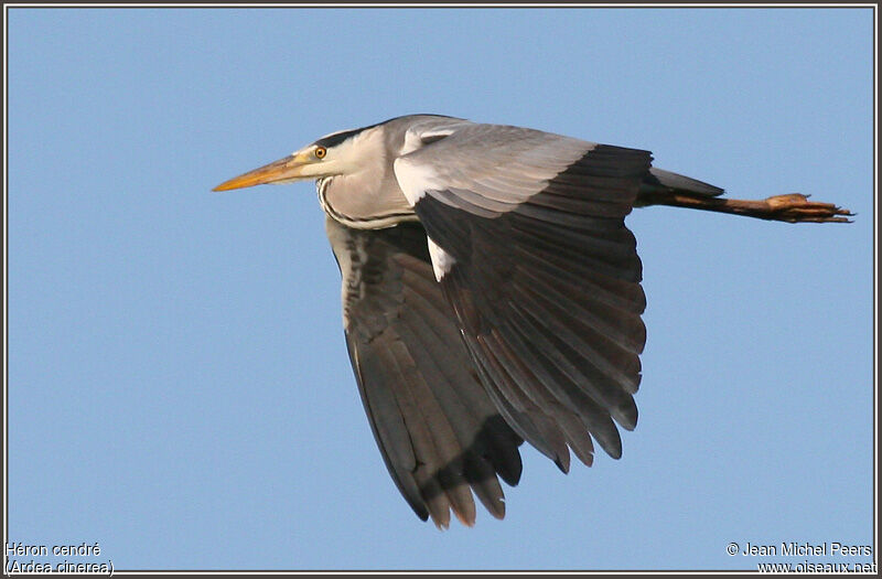 Grey Heron