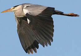 Grey Heron