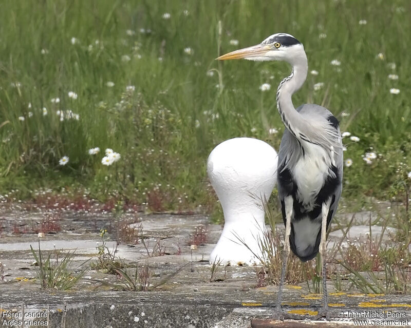 Grey Heronadult