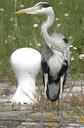 Grey Heron