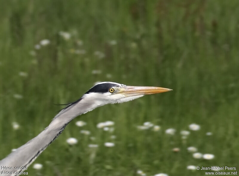 Grey Heronadult