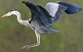 Grey Heron