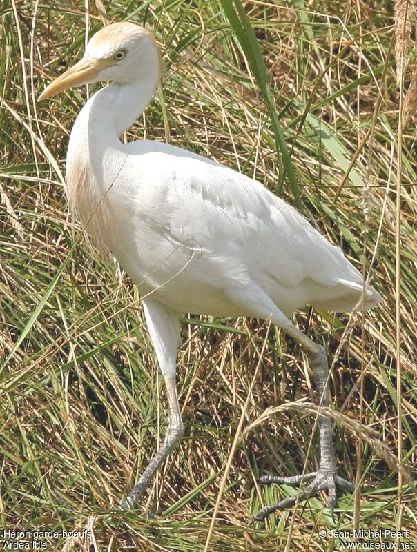 Western Cattle Egretadult