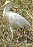 Western Cattle Egret