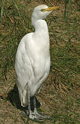 Western Cattle Egret