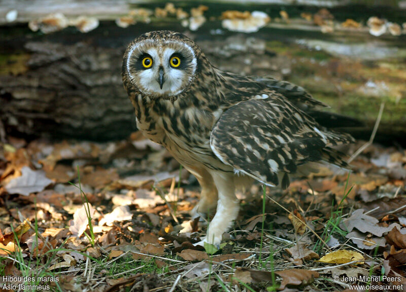 Hibou des marais