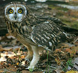 Hibou des marais