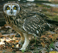 Short-eared Owl